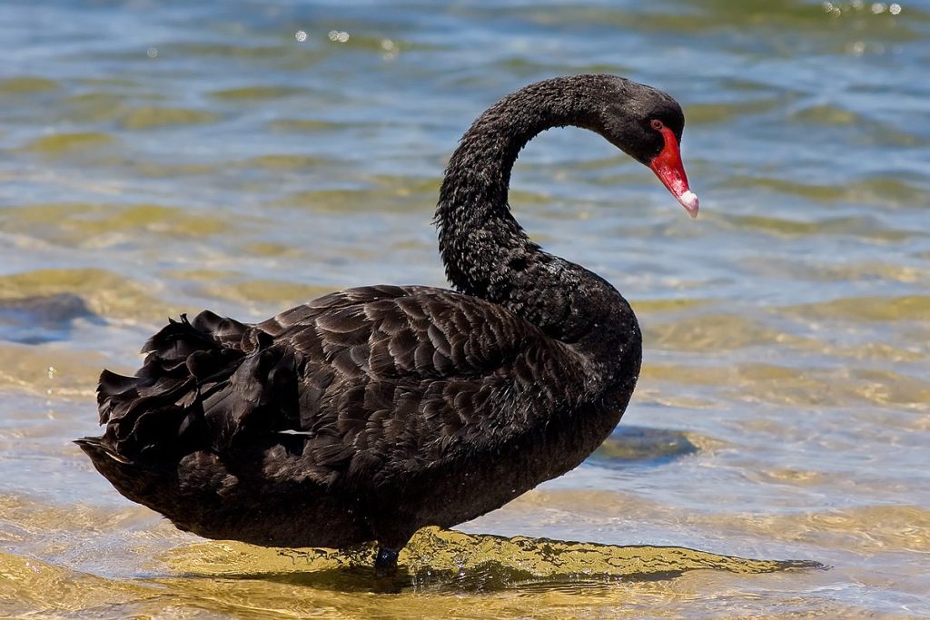 Unpredictable Black Swan Events