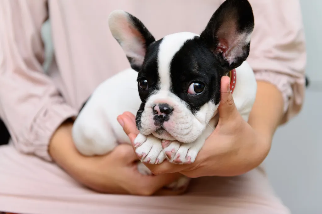 The Ultimate Guide to Buying French Bulldog Puppies