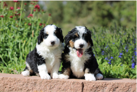 Finding Arizona’s Most Reliable Bernedoodle Breeders Who Prioritize Health and Happiness