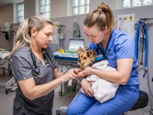 How Veterinary Hospitals Coordinate Hospice And Comfort Focused Care