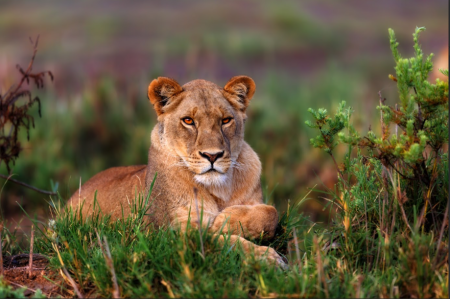 More Than the Big Five - Hidden Gems of Tanzania Safaris