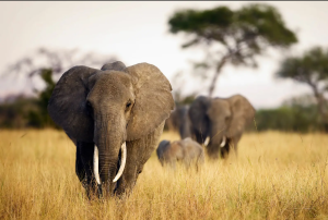 More Than the Big Five - Hidden Gems of Tanzania Safaris