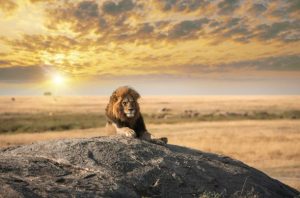 FROM SERENGETI SUNSETS TO CRATER FLOOR: YOUR 2026 TANZANIAN ODYSSEY
